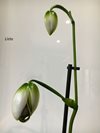 Paphiopedilum parishii var dianthum